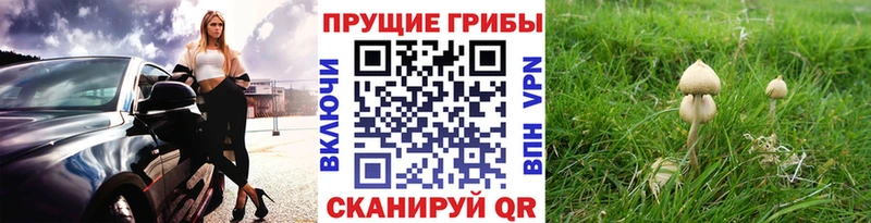Купить закладки Уржум Псилоцибиновые грибы Magic Shrooms